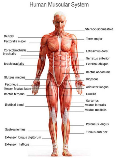 Muscular System And How It Works 94